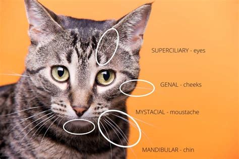 Unlocking the Secrets of Cat Whisker Magic